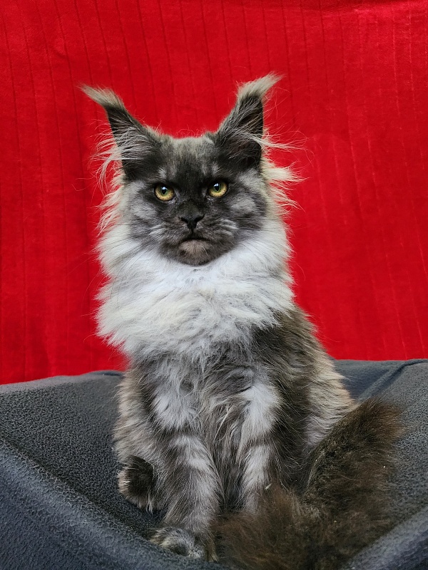 Hazel Akbars - Kitten maine-coon 5 months 1.5 week