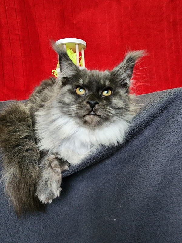 Hazel Akbars - Kitten maine-coon 5 months 1.5 week