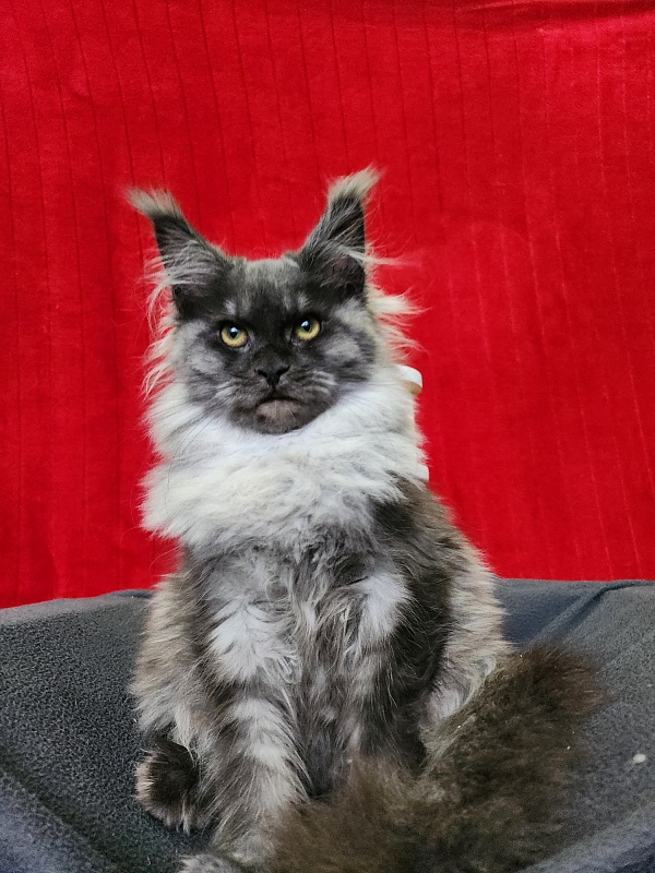 Hazel Akbars - Kitten maine-coon 5 months 1.5 week