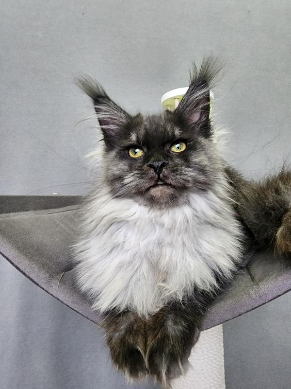 Hazel Akbars - Kitten maine-coon 6 months