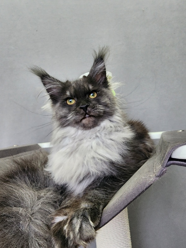 Hazel Akbars - Kitten maine-coon 6 months