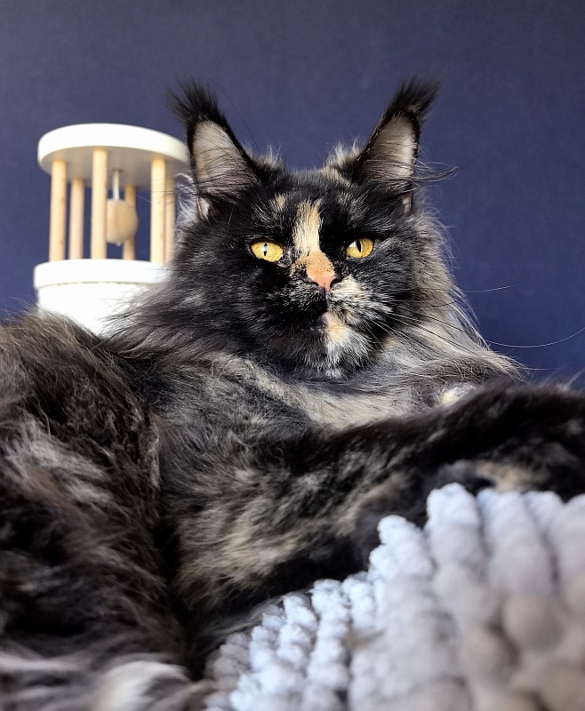 Uma Tris Akbars (polydactyl) 66/66 - Adult maine-coon 1 year 11 months 1 week