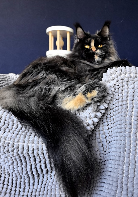 Uma Tris Akbars (polydactyl) 66/66 - Adult maine-coon 1 year 11 months 1 week