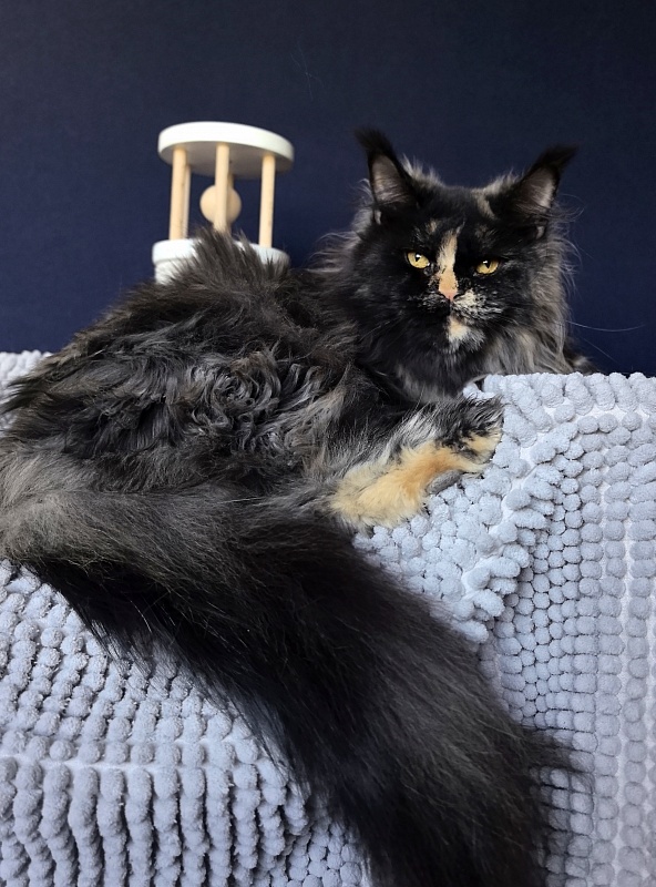 Uma Tris Akbars (polydactyl) 66/66 - Adult maine-coon 1 year 11 months 1 week
