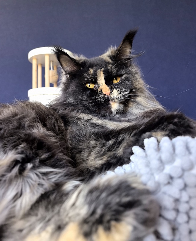 Uma Tris Akbars (polydactyl) 66/66 - Adult maine-coon 1 year 11 months 1 week