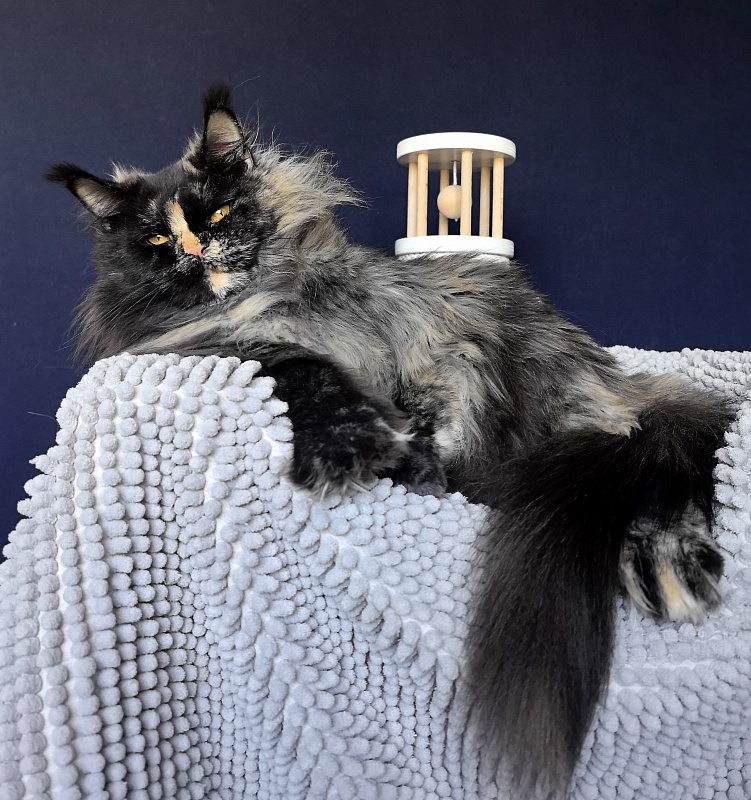 Uma Tris Akbars (polydactyl) 66/66 - Adult maine-coon 1 year 11 months 1 week