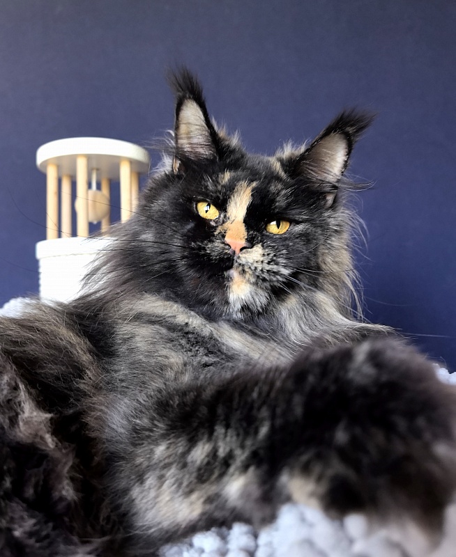 Uma Tris Akbars (polydactyl) 66/66 - Adult maine-coon 1 year 11 months 1 week