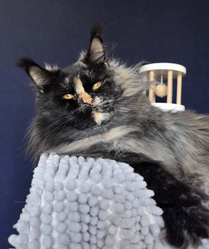 Uma Tris Akbars (polydactyl) 66/66 - Adult maine-coon 1 year 11 months 1 week
