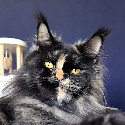 Uma Tris Akbars (polydactyl) 66/66