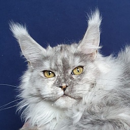 Azazel Akbars