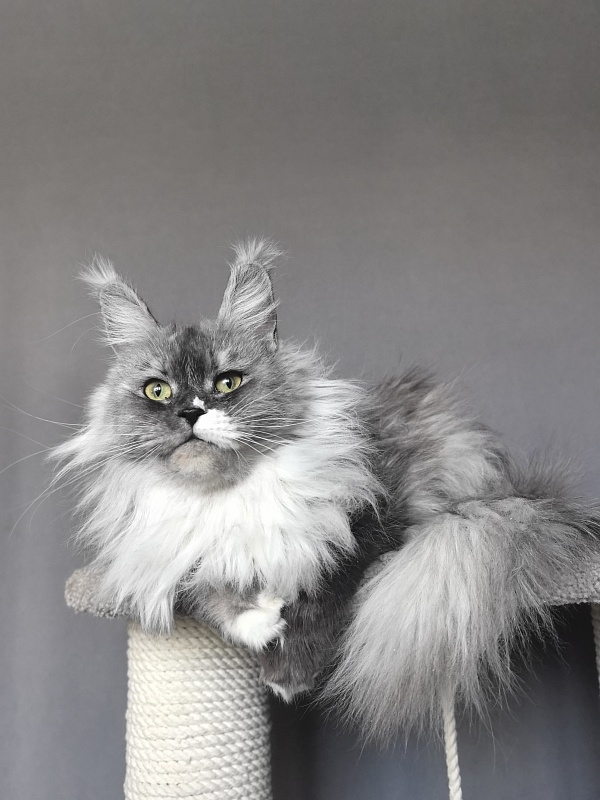 Angelica Akbars - Adult maine-coon 1 year 3 months 0.5 weeks