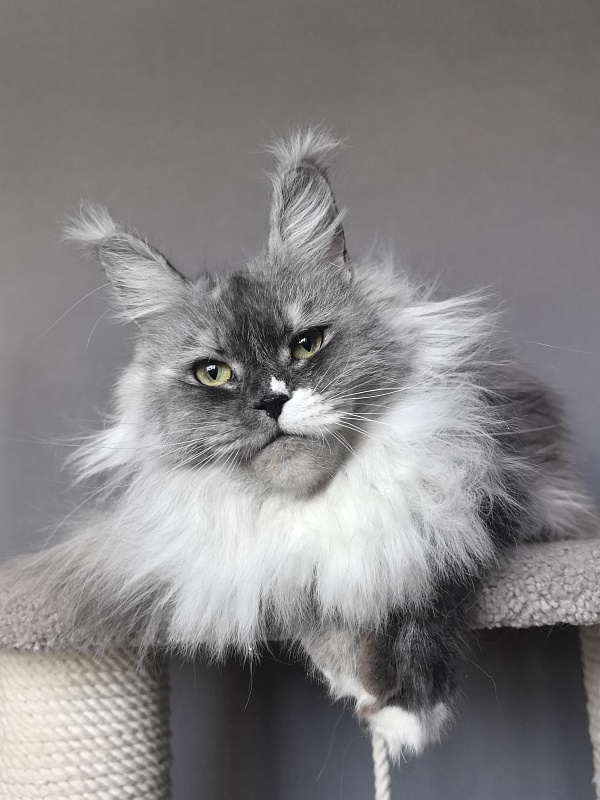 Angelica Akbars - Adult maine-coon 1 year 3 months 0.5 weeks