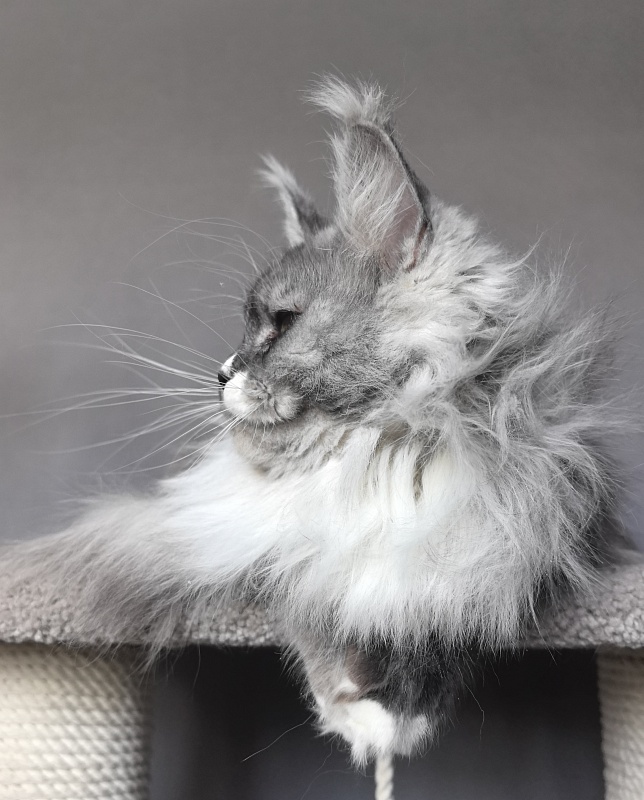 Angelica Akbars - Adult maine-coon 1 year 3 months 0.5 weeks