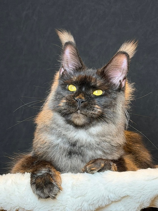 Derby Akbars - Junior maine-coon 9 months 3.5 weeks