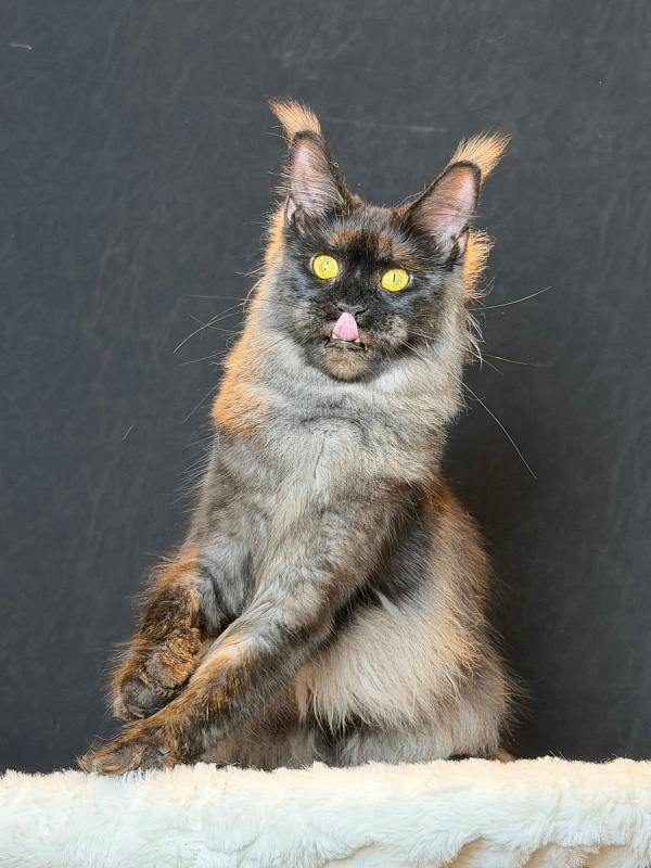 Derby Akbars - Junior maine-coon 9 months 3.5 weeks