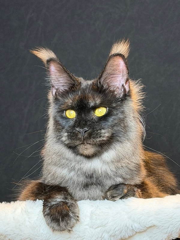 Derby Akbars - Junior maine-coon 9 months 3.5 weeks