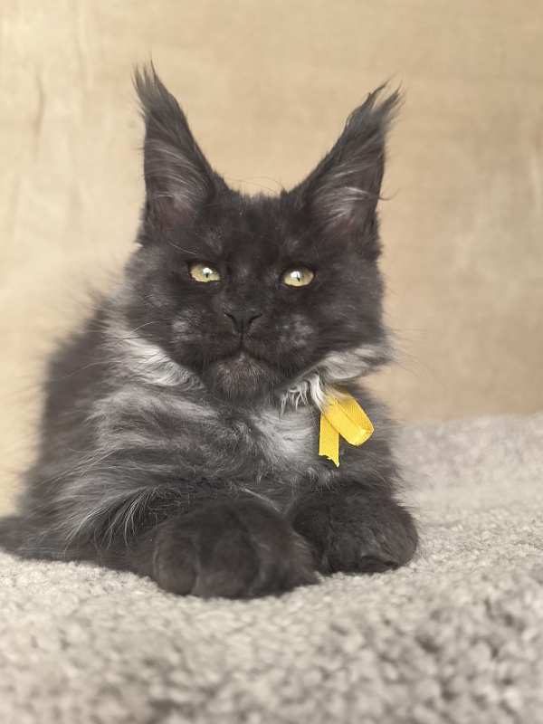 Dashel Akbars - Kitten maine-coon 2 months 4 weeks