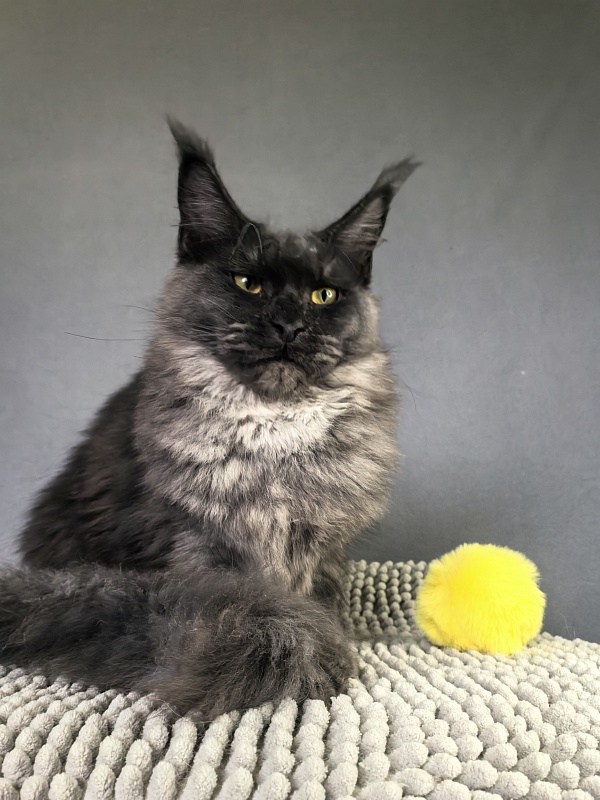 Dashel Akbars - Kitten maine-coon 6 months 2 weeks