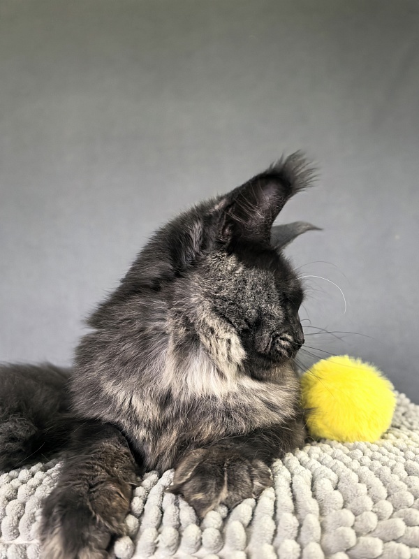 Dashel Akbars - Kitten maine-coon 6 months 2 weeks