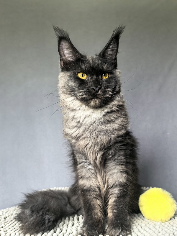 Dashel Akbars - Kitten maine-coon 6 months 2 weeks