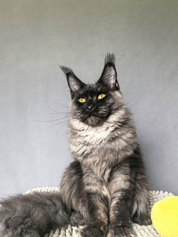 Dashel Akbars - Kitten maine-coon 6 months 2 weeks
