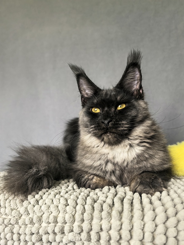 Dashel Akbars - Kitten maine-coon 6 months 2 weeks