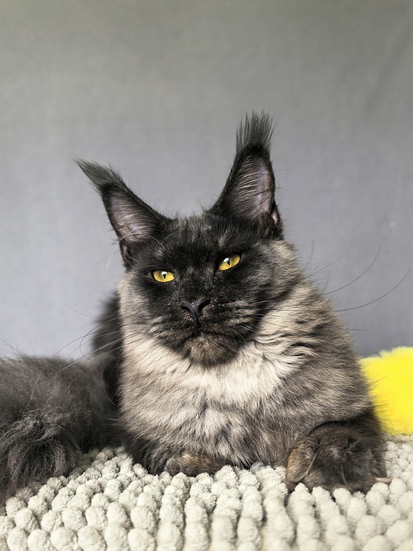 Dashel Akbars - Kitten maine-coon 6 months 2 weeks
