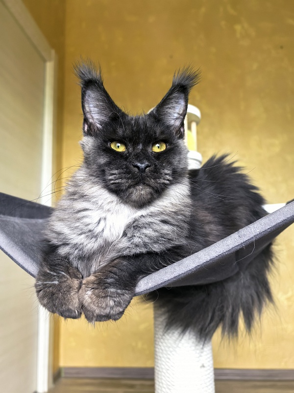Dashel Akbars - Kitten maine-coon 6 months 3 weeks