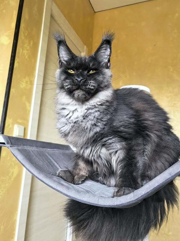 Dashel Akbars - Kitten maine-coon 6 months 3 weeks