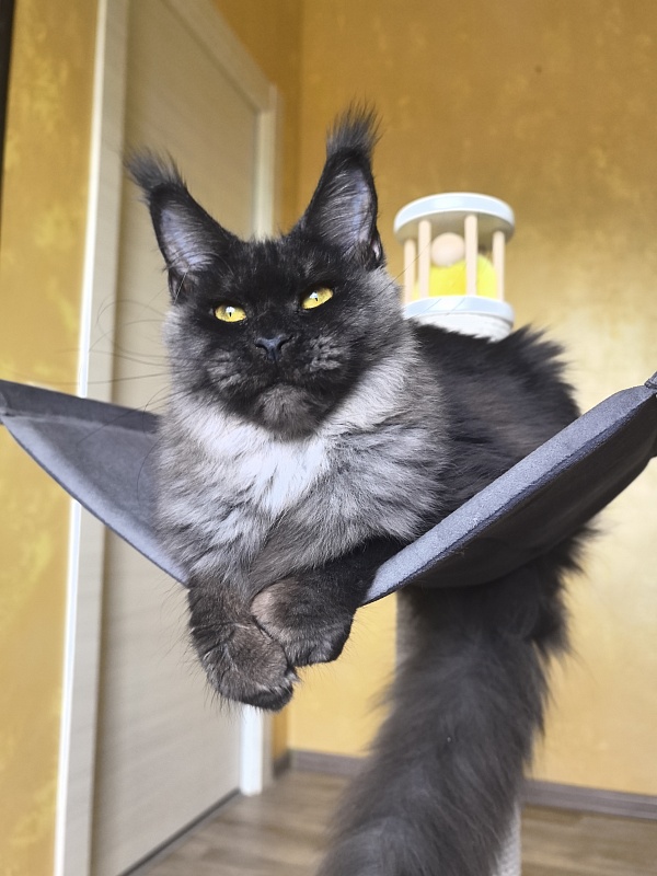 Dashel Akbars - Kitten maine-coon 6 months 3 weeks
