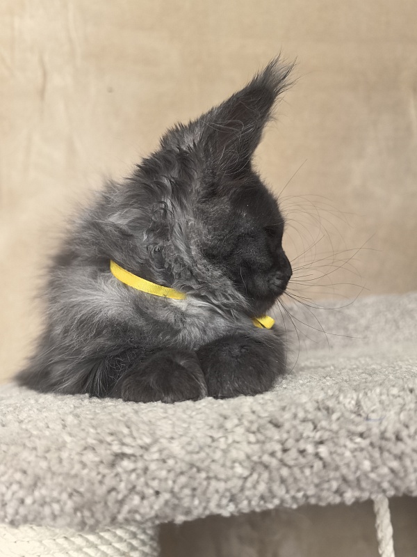 Dashel Akbars - Kitten maine-coon 2 months 4 weeks