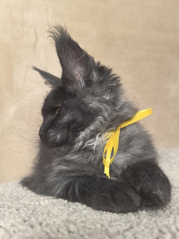 Dashel Akbars - Kitten maine-coon 2 months 4 weeks