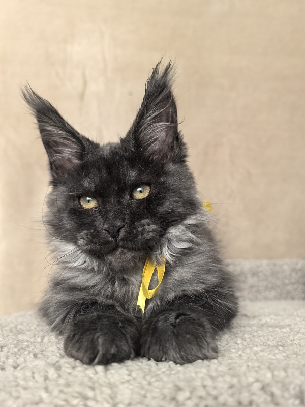Dashel Akbars - Kitten maine-coon 2 months 4 weeks