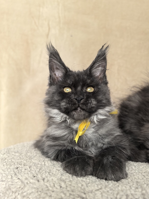 Dashel Akbars - Kitten maine-coon 2 months 4 weeks