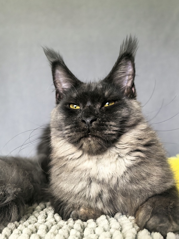 Dashel Akbars - Kitten maine-coon 6 months 2 weeks
