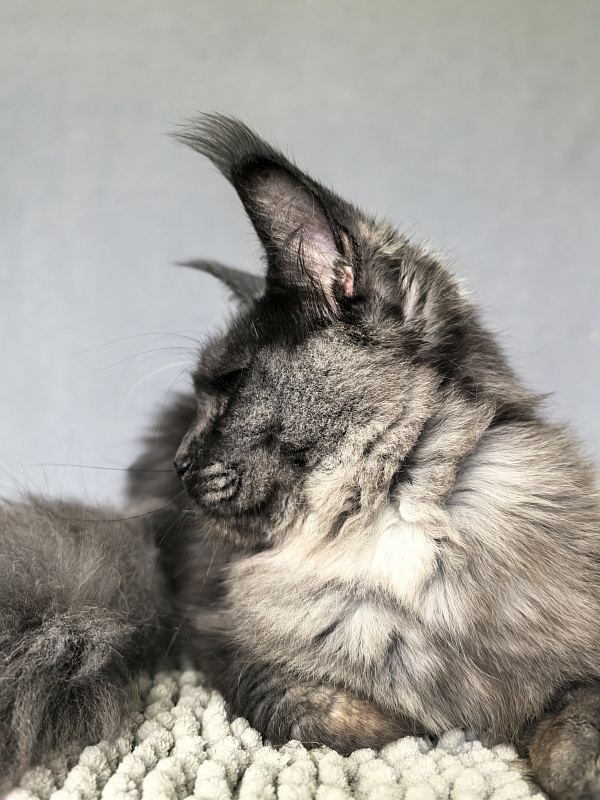 Dashel Akbars - Kitten maine-coon 6 months 2 weeks