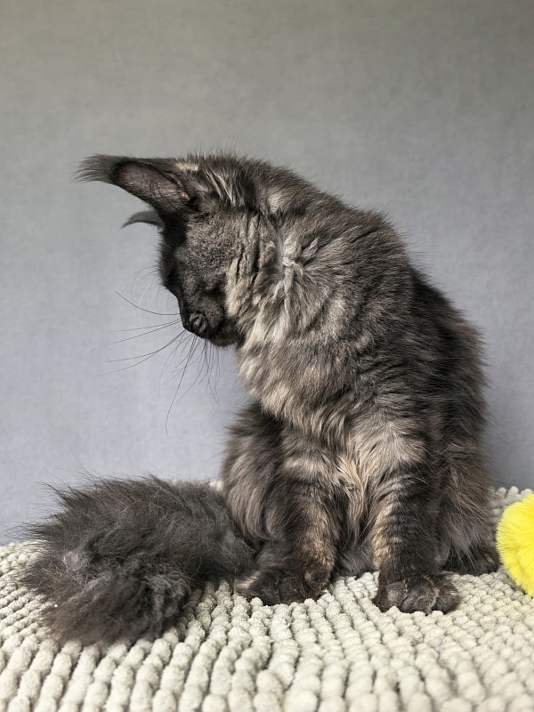 Dashel Akbars - Kitten maine-coon 6 months 2 weeks