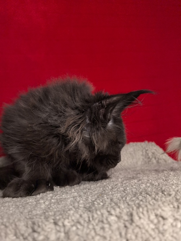C*Mr Boombastic Akbars ( polydactyl 77/66) - Kitten maine-coon 3 months 0.5 weeks