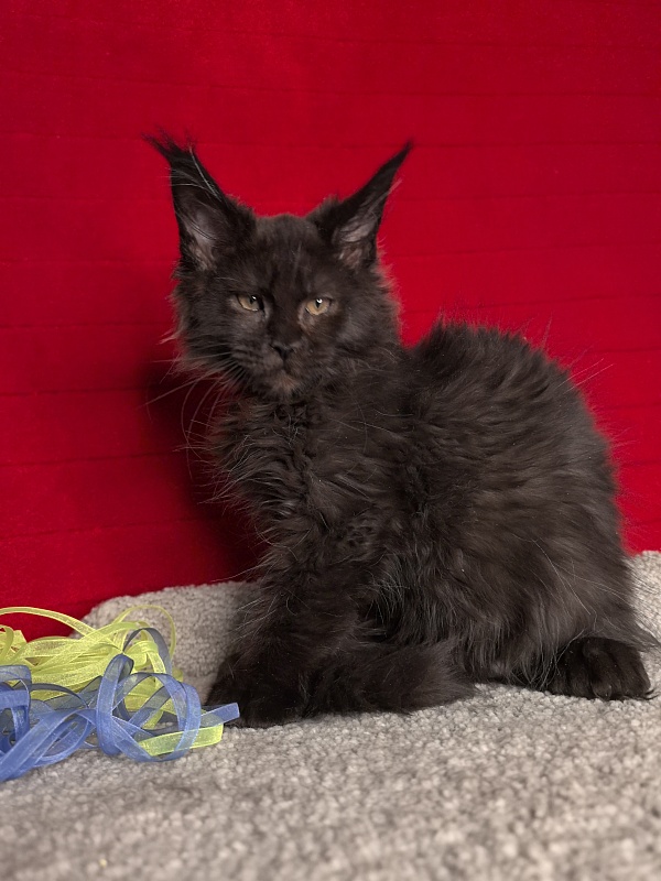 C*Mr Boombastic Akbars ( polydactyl 77/66) - Kitten maine-coon 3 months 0.5 weeks