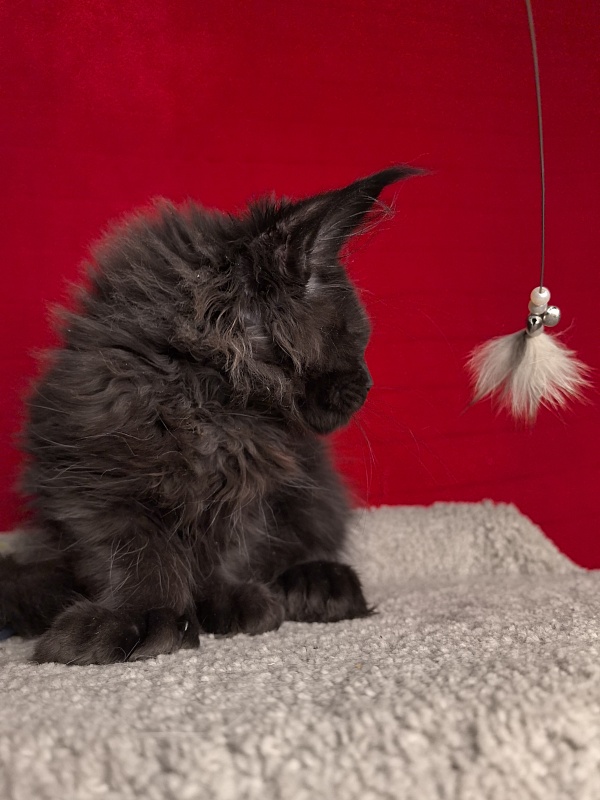 C*Mr Boombastic Akbars ( polydactyl 77/66) - Kitten maine-coon 3 months 0.5 weeks