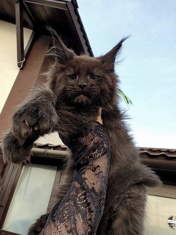 C*Mr Boombastic Akbars ( polydactyl 77/66) - Kitten maine-coon 2 months 1 week