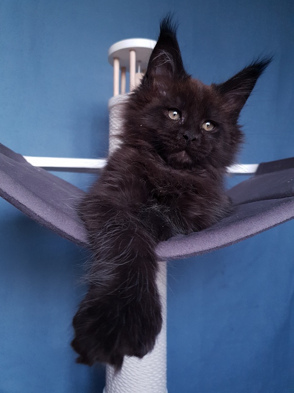 C*Mr Boombastic Akbars ( polydactyl 77/66) - Kitten maine-coon 2 months 1 week