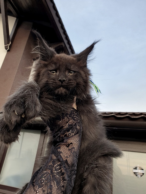 C*Mr Boombastic Akbars ( polydactyl 77/66) - Kitten maine-coon 2 months 1 week