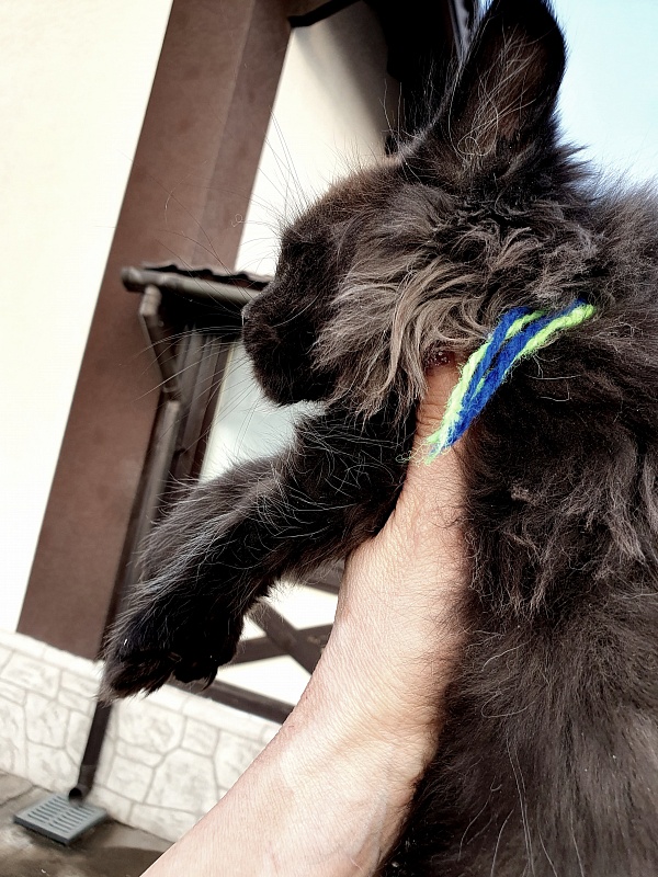 C*Mr Boombastic Akbars ( polydactyl 77/66) - Kitten maine-coon 2 months 1 week