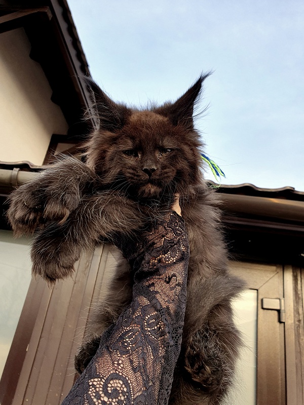 C*Mr Boombastic Akbars ( polydactyl 77/66) - Kitten maine-coon 2 months 1 week