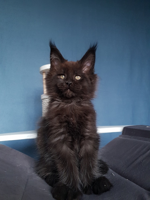C*Mr Boombastic Akbars ( polydactyl 77/66) - Kitten maine-coon 2 months 1 week