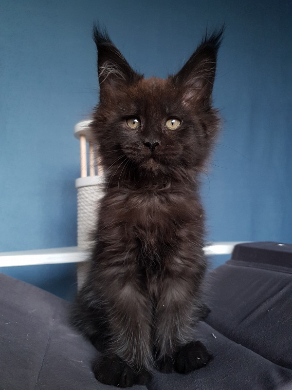 C*Mr Boombastic Akbars ( polydactyl 77/66) - Kitten maine-coon 2 months 1 week