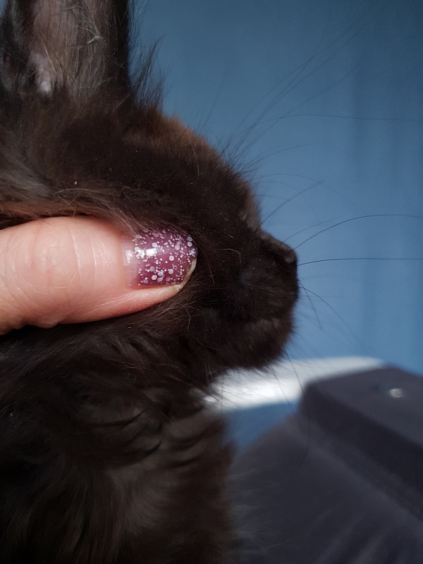 C*Mr Boombastic Akbars ( polydactyl 77/66) - Kitten maine-coon 2 months 1 week