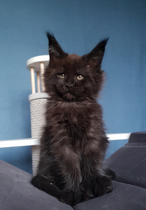 C*Mr Boombastic Akbars ( polydactyl 77/66) - Kitten maine-coon 2 months 1 week