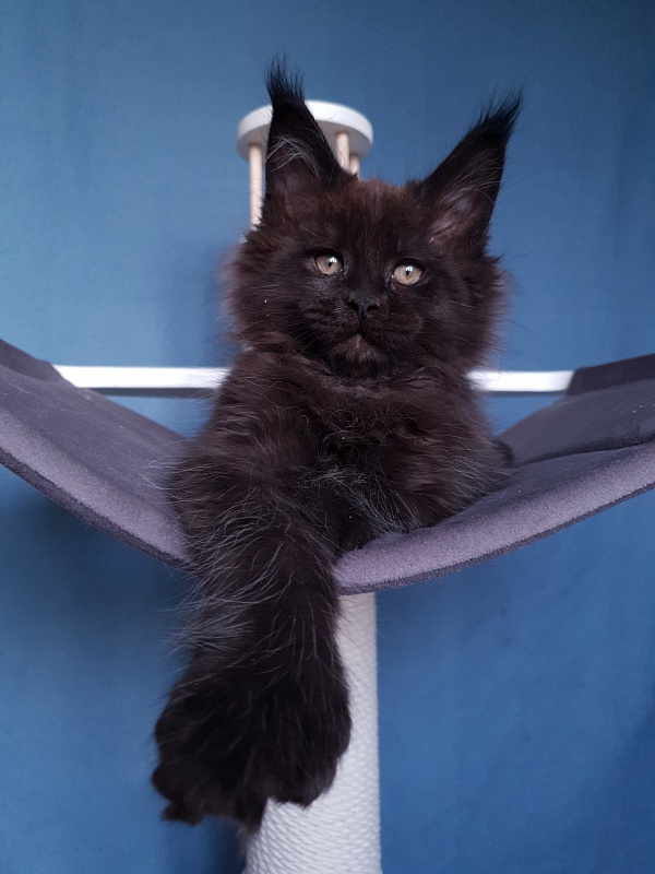 C*Mr Boombastic Akbars ( polydactyl 77/66) - Kitten maine-coon 2 months 1 week